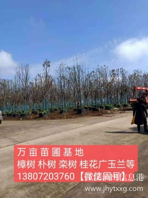 【出售香樟樸樹欒樹桂花廣玉蘭等】