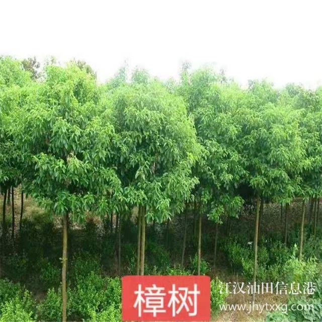 【出售香樟樸樹欒樹桂花廣玉蘭等】