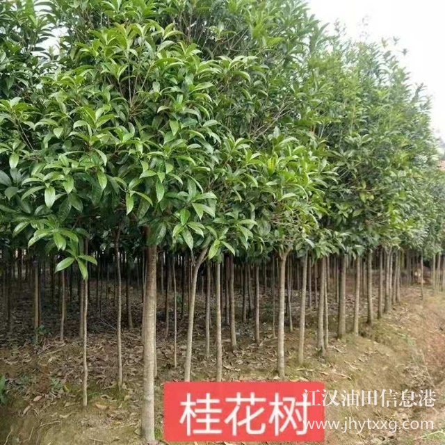 【出售香樟樸樹欒樹桂花廣玉蘭等】
