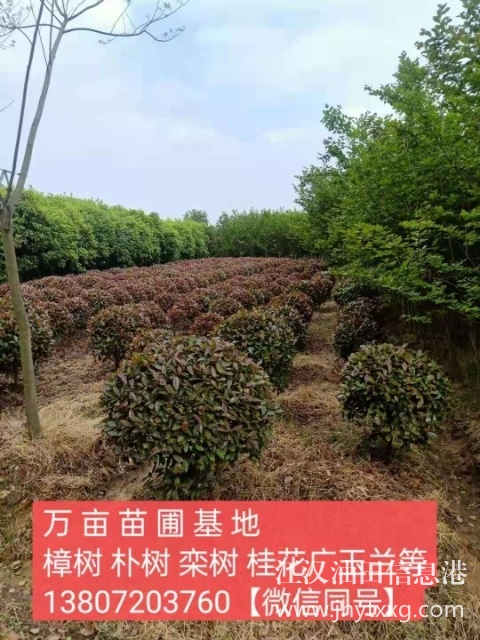 【出售香樟樸樹欒樹桂花廣玉蘭等】